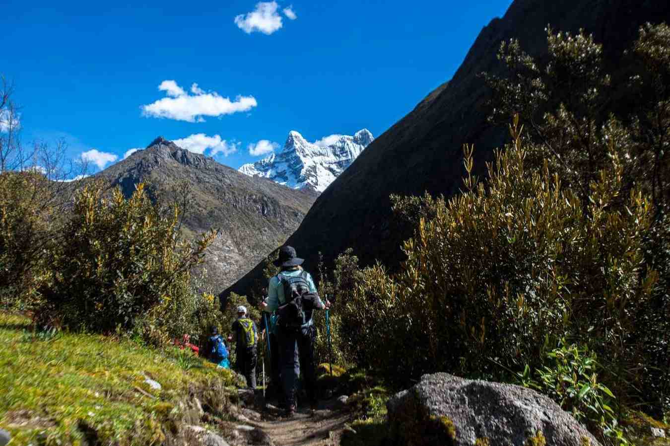 Hikers on the Santa Cruz Trek in Peru’s Cordillera Blanca, walking along a narrow trail surrounded by shrubs, with snow-capped Andean peaks rising in the distance under a clear blue sky.
